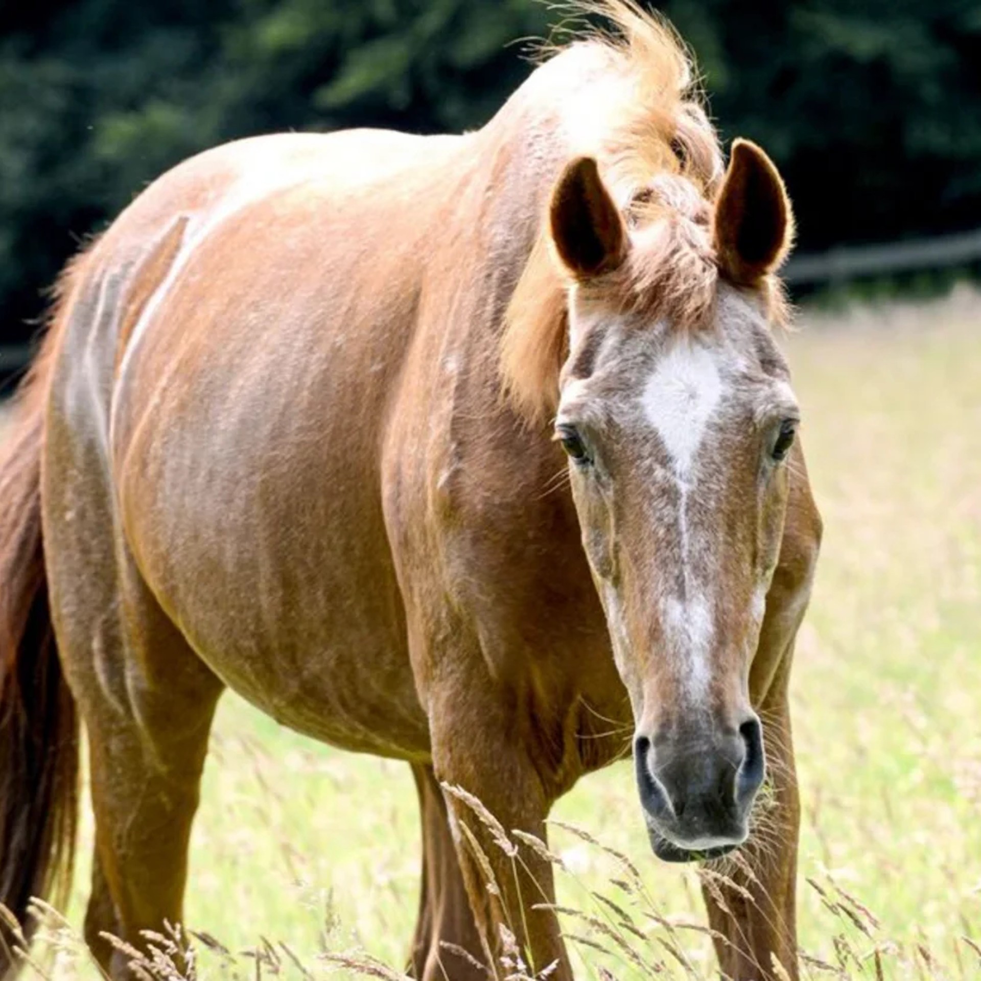 Altes Pferd