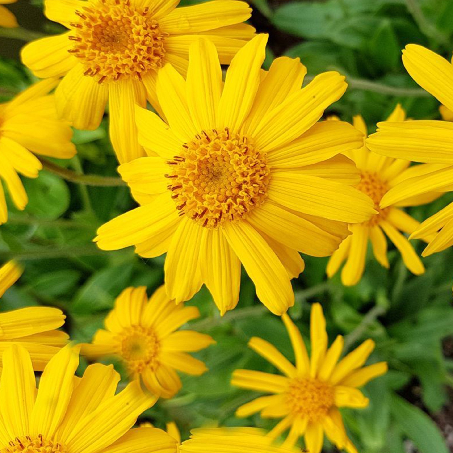 Arnica
