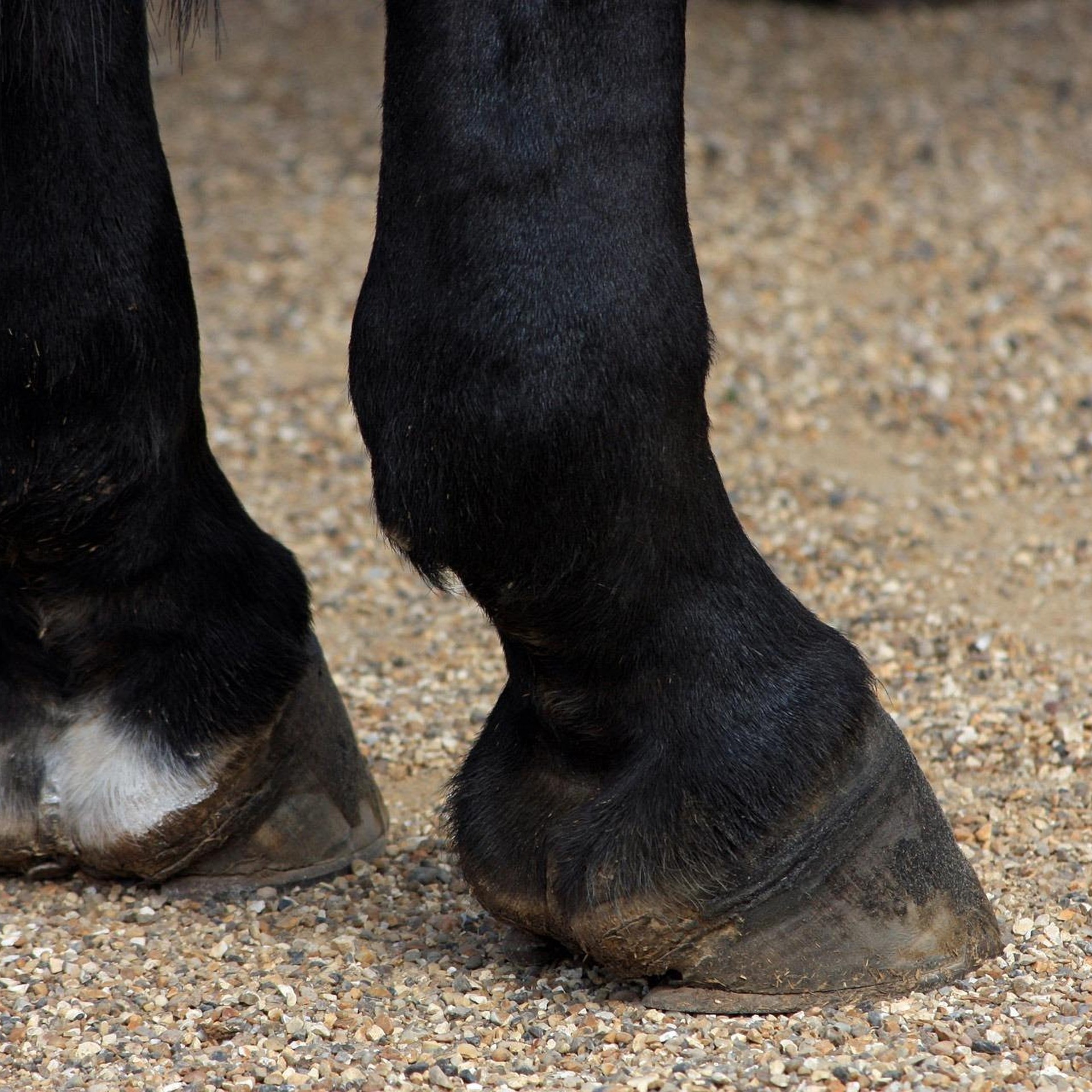 Clogs