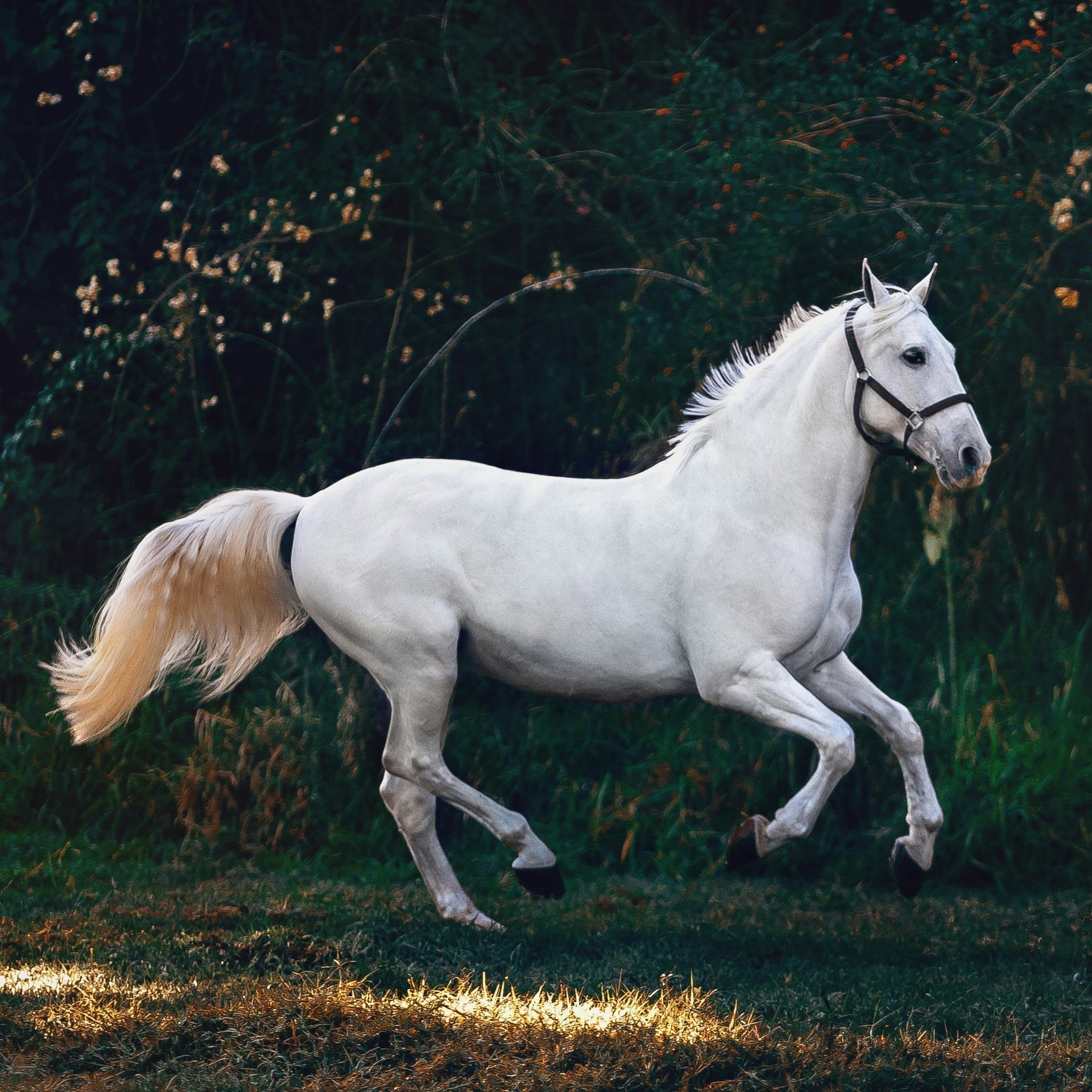 Galopp
