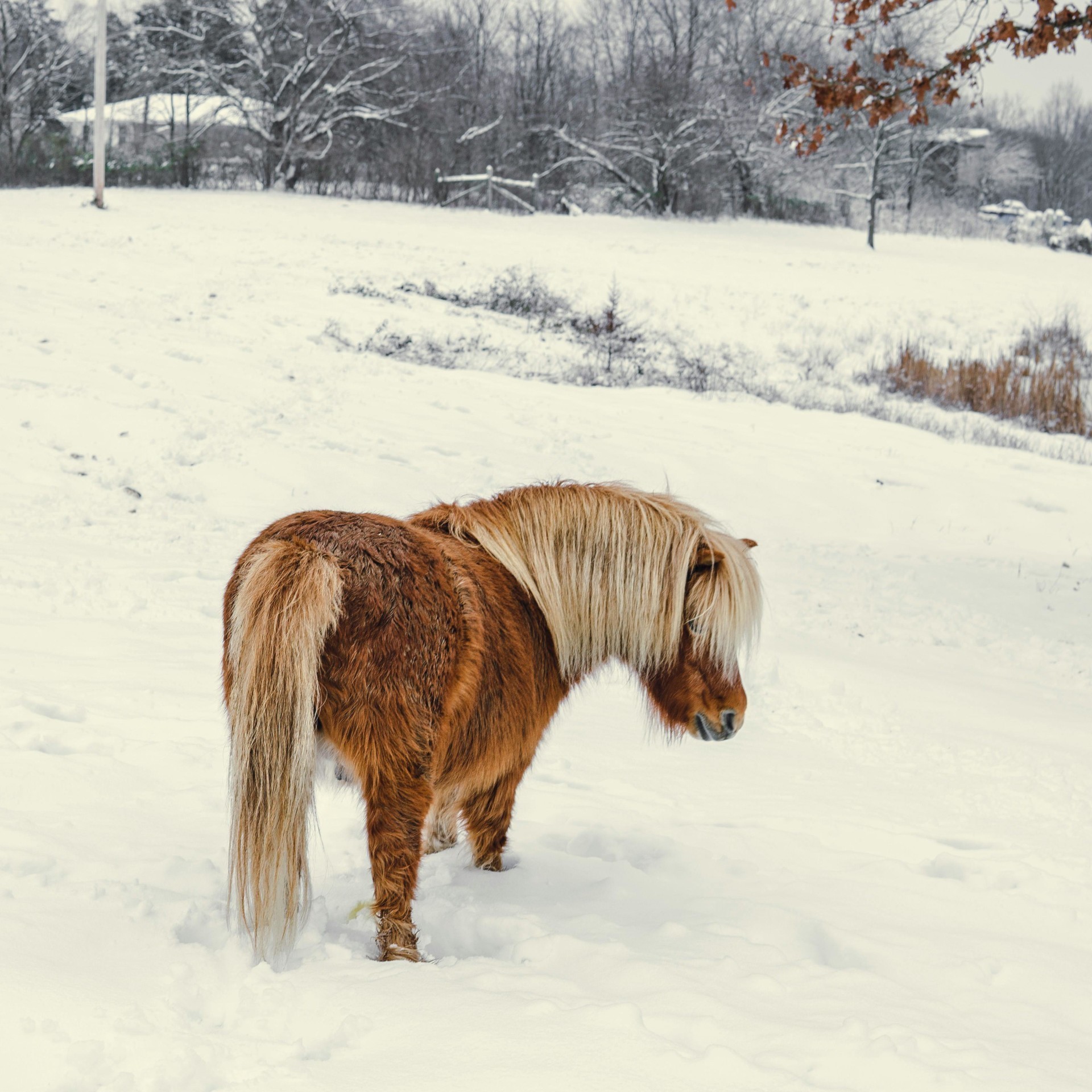 Winter